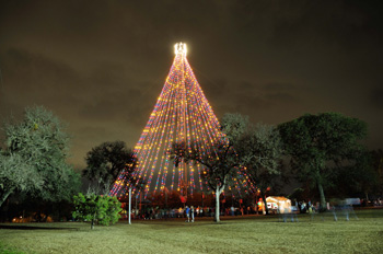 Zilker Tree